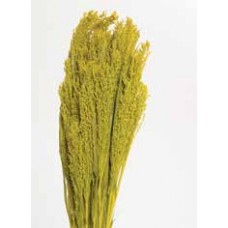 CANARY GRASS Yellow 24"  - OUT OF STOCK